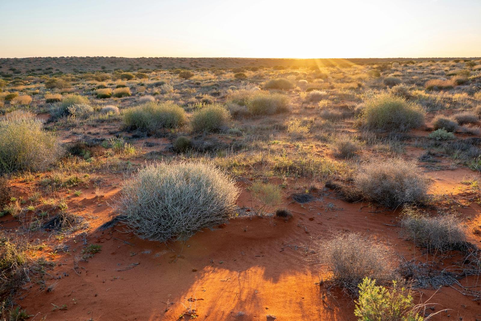 Red earth and desert oak country in remote South Australia at late afternoon light — the kind of pastoral lease country where Aboriginal heritage clearance work happens